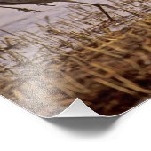 Sandhill Cranes Grus canadensis) Platte Foto Afdruk (Hoek)