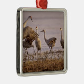 Sandhill Cranes Grus canadensis) Platte Metalen Ornament (Rechts)