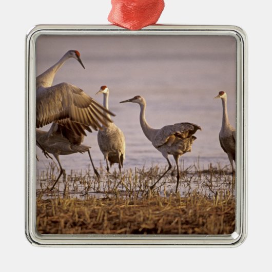 Sandhill Cranes Grus canadensis) Platte Metalen Ornament (Voorkant)