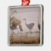 Sandhill Cranes Grus canadensis) Platte Metalen Ornament (Links)