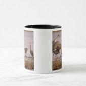 Sandhill Cranes Grus canadensis) Platte Mok (Midden)