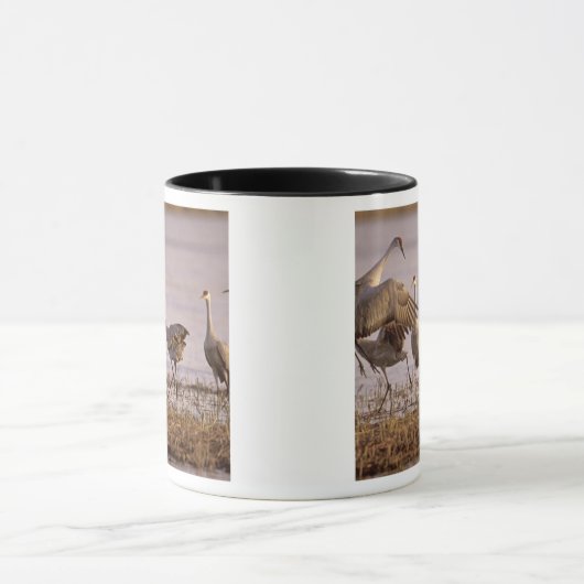 Sandhill Cranes Grus canadensis) Platte Mok (Midden)