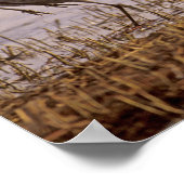 Sandhill Cranes Grus canadensis) Platte Poster (Hoek)