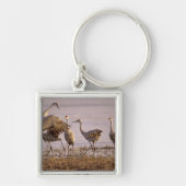 Sandhill Cranes Grus canadensis) Platte Sleutelhanger (Voorkant)