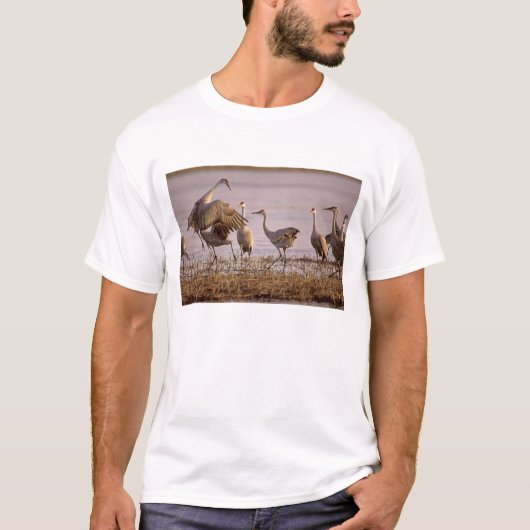 Sandhill Cranes Grus canadensis) Platte T-shirt (Voorkant)