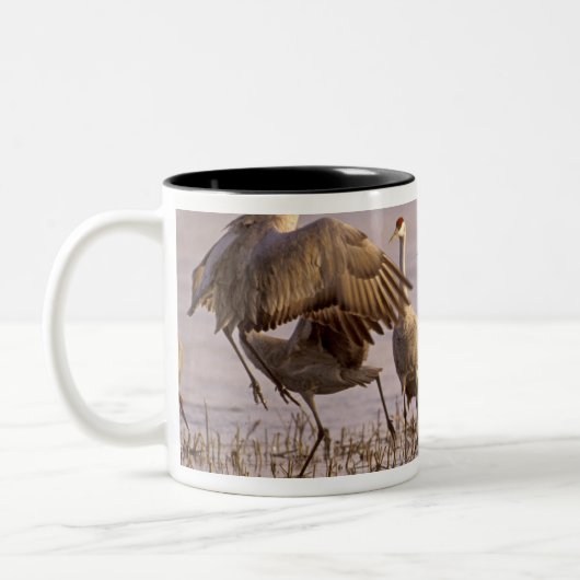 Sandhill Cranes Grus canadensis) Platte Tweekleurige Koffiemok (Links)