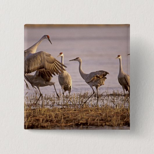 Sandhill Cranes Grus canadensis) Platte Vierkante Button 5,1 Cm (Voorkant)