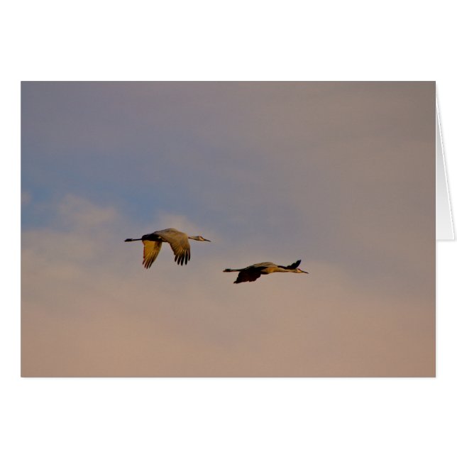 Sandhill Cranes in New Mexico (Voorkant Horizontaal)