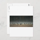 Sandhill Cranes in the Early Morning Spring Mist Briefkaart (Voorkant / Achterkant)