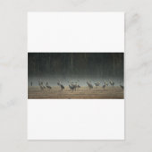 Sandhill Cranes in the Early Morning Spring Mist Briefkaart (Voorkant)