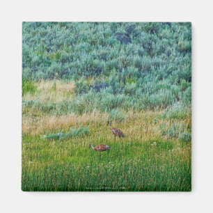 Sandhill Cranes Magneet