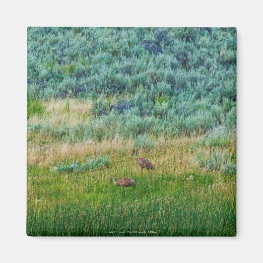Sandhill Cranes Magneet (Voorkant)