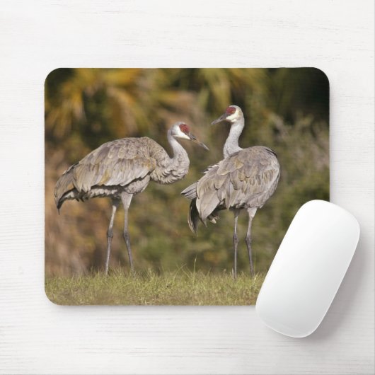 Sandhill Cranes Muismat (Met muis)