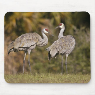 Sandhill Cranes Muismat