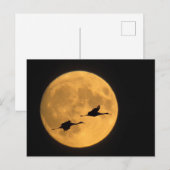 Sandhill Cranes | National Wildlife Reserve Briefkaart (Voorkant / Achterkant)