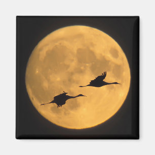 Sandhill Cranes   National Wildlife Reserve Magneet