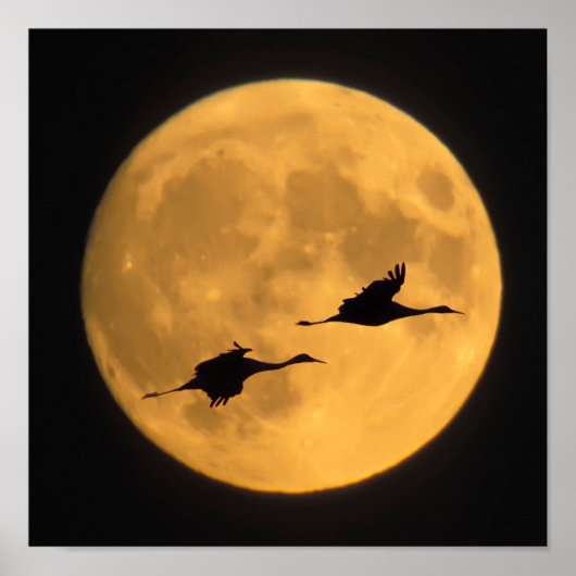 Sandhill Cranes | National Wildlife Reserve Poster (Voorkant)