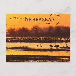 Sandhill Cranes op Platte River Central Nebraska Briefkaart