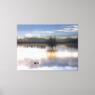Sandhill Cranes Photography Stretted Print