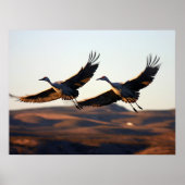 Sandhill Cranes 's ochtends Poster (Voorkant)