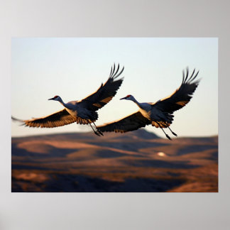 Sandhill Cranes 's ochtends Poster
