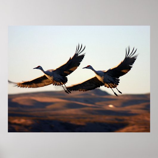 Sandhill Cranes 's ochtends Poster (Voorkant)