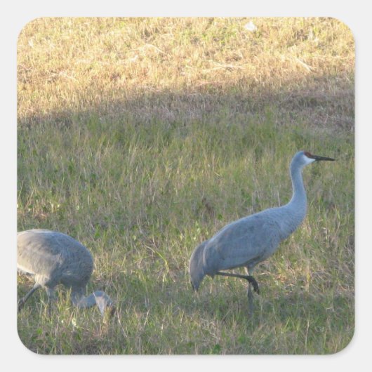 Sandhill Cranes Sticker (Voorkant)