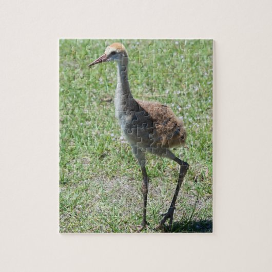 Sandhill Cranes uit Florida op groene veldfoto Legpuzzel (Verticaal)