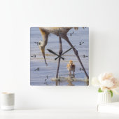 Sandhill kraan met chick (colt) in het meer van Fl Vierkante Klok (Huis)