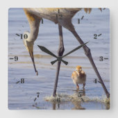 Sandhill kraan met chick (colt) in het meer van Fl Vierkante Klok (Voorkant)