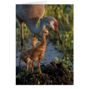 Sandhill kraan met kuikens, Florida