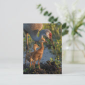 Sandhill kraan met kuikens, Florida Briefkaart (Staand voorkant)