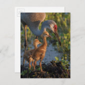 Sandhill kraan met kuikens, Florida Briefkaart (Voorkant / Achterkant)
