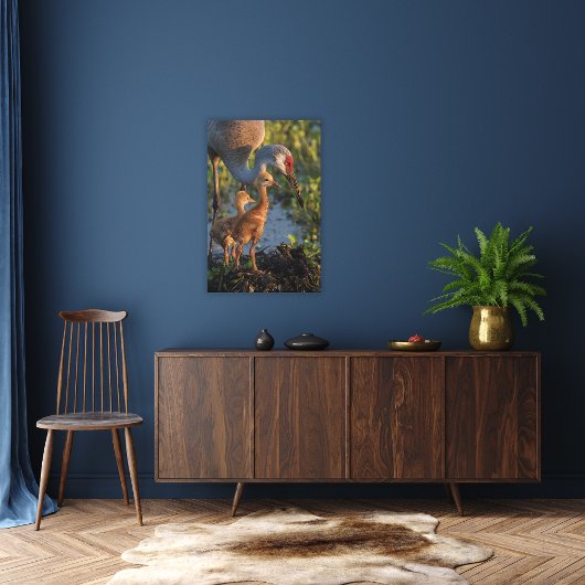 Sandhill kraan met kuikens, Florida Canvas Afdruk