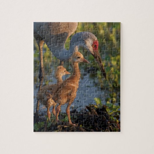 Sandhill kraan met kuikens, Florida Legpuzzel (Verticaal)