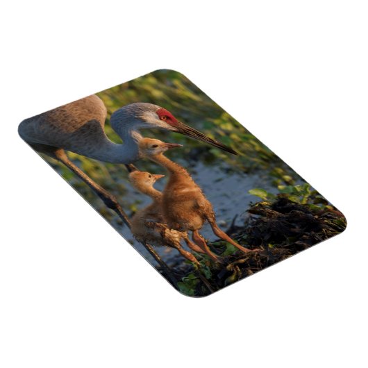 Sandhill kraan met kuikens, Florida Magneet (Rechterzijde)