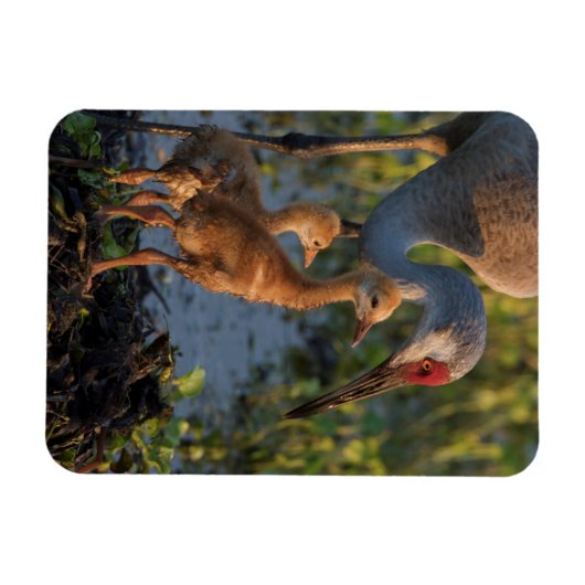 Sandhill kraan met kuikens, Florida Magneet (Horizontaal)