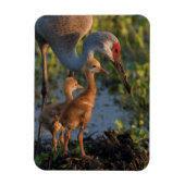 Sandhill kraan met kuikens, Florida Magneet (Verticaal)
