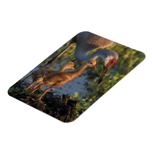 Sandhill kraan met kuikens, Florida Magneet (Linkerzijde)