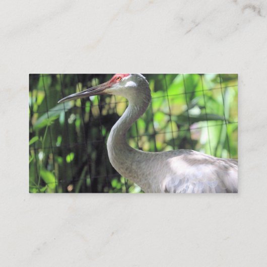 Sandhill kraan visitekaartje (Achterkant)