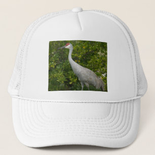 Sandhill Kraanvogel foto Trucker Pet