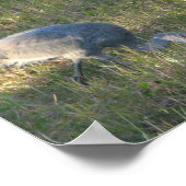 Sandhill Kraanvogels eten gras Foto Poster (Hoek)