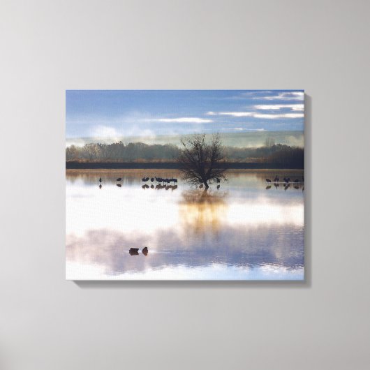 Sandhill kranen fotografie stretched print (Voorkant)