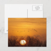 Sandhill kranen gedempt tegen stijgende zon briefkaart (Voorkant / Achterkant)