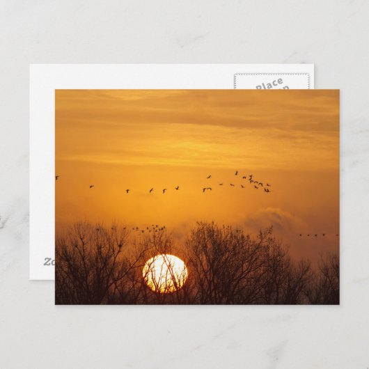 Sandhill kranen gedempt tegen stijgende zon briefkaart (Voorkant / Achterkant)