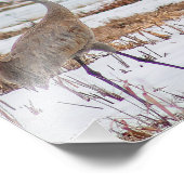 Sandhill-kranen voor sneeuwfotografie afdrukken foto afdruk (Hoek)