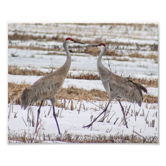 Sandhill-kranen voor sneeuwfotografie afdrukken foto afdruk (Voorkant)