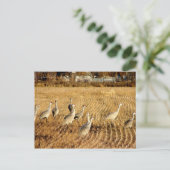 Sandhilll Cranes Briefkaart (Staand voorkant)