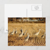 Sandhilll Cranes Briefkaart (Voorkant / Achterkant)