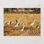 Sandhilll Cranes Briefkaart (Voorkant)